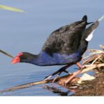 The Maurliwer Owl River Man Duck