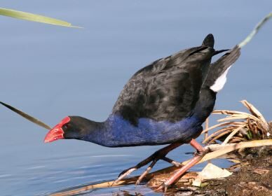 The Maurliwer Owl River Man Duck