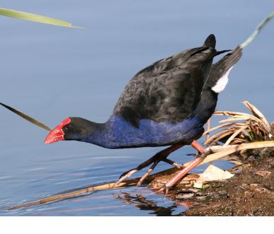 The Maurliwer Owl River Man Duck